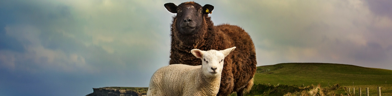 10 ír ruházati márkák, amelyek fenntartható divatot alkotnak